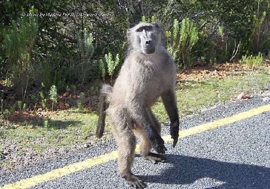 Baboon