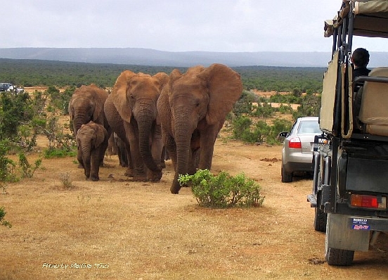 Elefanten im Addo