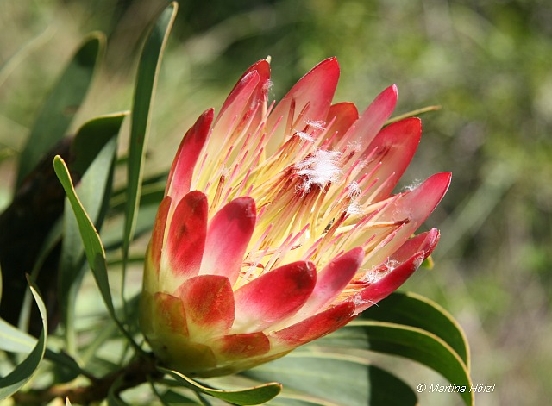 Protea