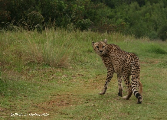 Gepard
