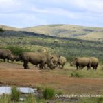 Hluhluwe-Umfolozi Nationalpark
