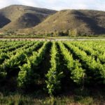 Tanagra Wine & Guest Farm