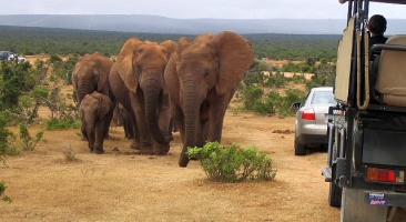 Elefanten im Addo